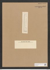 Bacillaria paracoxa var. tumidula Grun. (de-Toni-Nr.: Genus 46, Species 1991) Zeichnungen Sammlung Grunow Nr. 3923 (NHMW-BOT-W0371661)